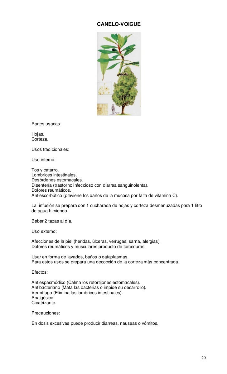 Propiedades del enebro: una planta colmada de beneficios Propiedades del enebro: una planta colmada de beneficios
